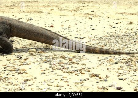 La queue d'un dragon de komodo (Varanus komodoensis) qui marche sur une plage de l'île de Komodo, parc national de Komodo, situé administrativement à Komodo, West Manggarai, East Nusa Tenggara, Indonésie. Selon les données de 2021, environ 2 450 000 individus dragons du komodo sont en itinérance dans le parc national du Komodo (les îles de Komodo, Rinca, Nusa Kode et Gili Motang). À l'extérieur du parc national, des populations plus petites se trouvent sur la côte ouest et sur la côte nord de l'île Flores, dans la même province de Nusa Tenggara, en Indonésie. Banque D'Images