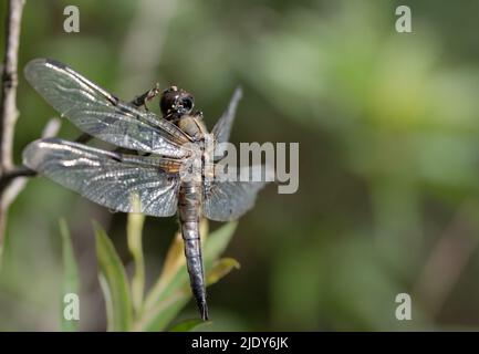 Gros plan d'une libellule à ventre plat (Libellula depressa) assise sur une branche dans la nature. Elle est photographiée de côté. Vous pouvez voir chaque détail o Banque D'Images