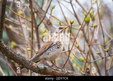 Fieldbird est assis sur une branche au printemps avec un arrière-plan flou. Champ, Turdus pilaris. Banque D'Images