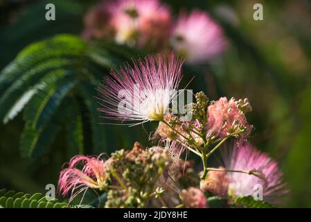 Belle fleur rose exotique, de l'arbre Albizia (Albizia julibrissin) ou de la soie rose Banque D'Images