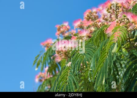 Belle fleur rose exotique, de l'arbre Albizia (Albizia julibrissin) ou de la soie rose Banque D'Images