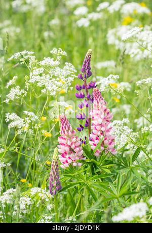 Fleur de lupin en fleurs. Lupins fond de fleur d'été. Un champ de lupins. Printemps violet et fleur d'été. Mise au point sélective Banque D'Images