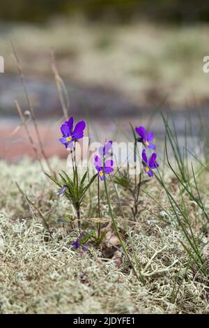 Gros plan de fleurs violettes et de lichen de renne à bout étoilé (Cladina stellaris) (ou lichen de renne du Nord ou lichen de renne de l'étoile). Banque D'Images