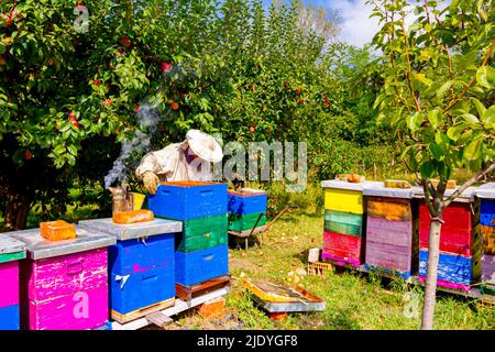 L'apiculteur est à l'activité de l'essaim d'abeilles sur le cadre en bois, en situation de colonie d'abeilles. Banque D'Images