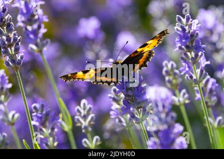 Ailes d'Aglais urticaire Aglais urticaire, petit Tortoiseshell papillon sur fleur de lavande Banque D'Images