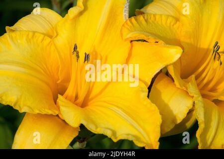 Jaune doré fleur de nénuphars Hemerocallis 'myself' Banque D'Images