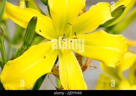 Jaune, fleur, nénuphar, hémerocallis « glace verte », fleur de nénuphar, Gros plan, Bloom, Blooming Banque D'Images