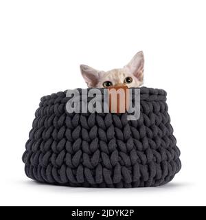 Tabby au chocolat tonkinese à poil long pointu LaPerm chat kitten, se cachant dans un panier tricoté gris. Regarder juste au-dessus de la limite jouer un coup de pied. ISO Banque D'Images