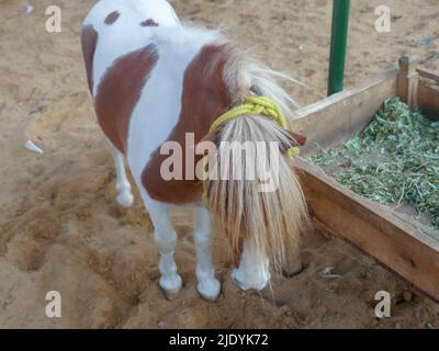 Nourriture de cheval dans l'écurie d'extérieur. Les chevaux se reproduisent en Inde rurale. Banque D'Images