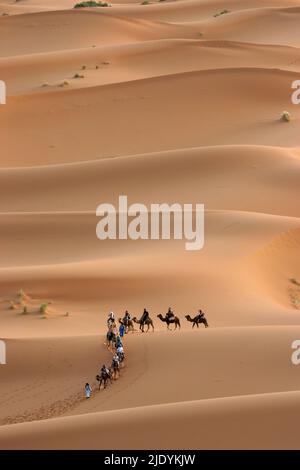 Caravane de chameaux trekking à travers le Sahara Banque D'Images