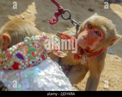 Singe masculin et singe féminin décoré, maquillage sur leur visage, utilisation pour le spectacle de danse de singe en inde. Banque D'Images