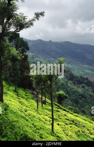 le jardin de thé vert luxuriant de coonoor, un petit village de montagne situé sur les montagnes de nilgiri, près de la station de montagne ooty à tamilnadu, sud de l'inde Banque D'Images