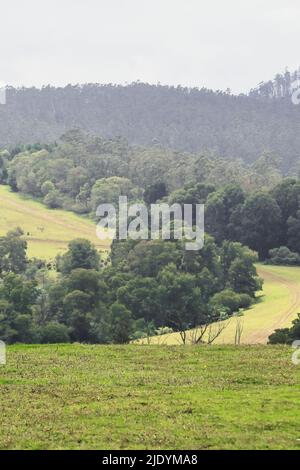 Forêt de pins verdoyants et prairies vallonnées à partir d'un point de vue de 9th km près de la station de colline d'ooty, située sur les contreforts des montagnes de nilgiri dans le tamilnadu Banque D'Images