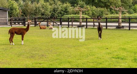 Quatre Alpacas, en panorama, un alpaga marron devant des alpagas blancs et bruns. Mise au point sélective sur la tête de l'alpaga blanc. Photo des têtes Banque D'Images
