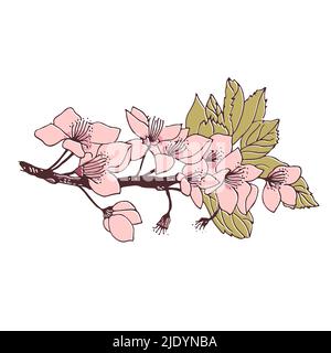 Branche de cerisier avec fleurs, illustration botanique vectorielle isolée sur fond blanc Illustration de Vecteur