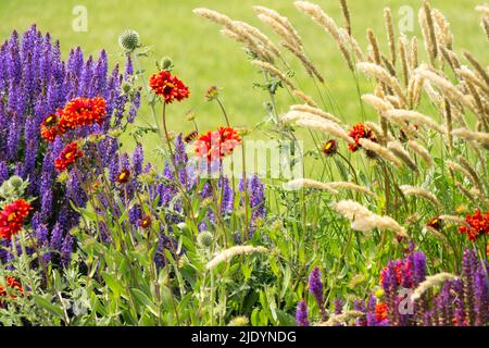 Prairie Sage, Salvia 'Blue Hill', Gaillardia 'Red Sun' herbes belles, mixtes, fleurs, jardin Banque D'Images