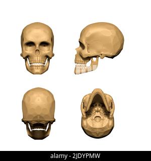 3D-image de la structure du crâne. Banque D'Images