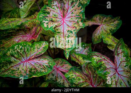 Feuilles de caladium coloré, nom latin caladium bicolor, également appelé coeur de Jésus Banque D'Images