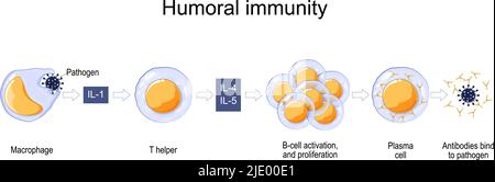 Réponse immunitaire. Immunité humorale. Immunité médiée par des anticorps. Activation des macrophages, des cellules B et des cellules plasmatiques. Les anticorps se lient à l'agent pathogène. Vecteur Illustration de Vecteur
