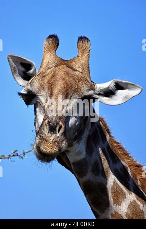 Portrait d'une girafe mangeant d'un arbre à Moremi Botswana Banque D'Images