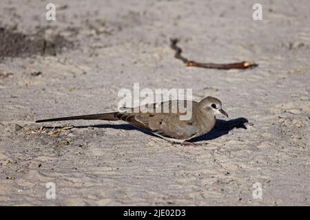 La femelle Namaqua Dove se nourrissant sur le terrain à Moremi Botswana Banque D'Images