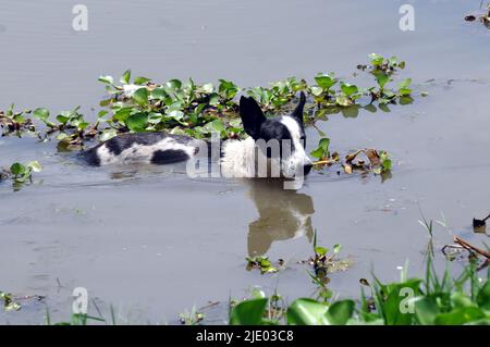 New Delhi, New Delhi, Inde. 24th juin 2022. Inde de Delhi est :chien dans l'étang pendant la chaleur brûrante de Delh, Delhi est le vendredi. (Image de crédit : © Ravi Batra/ZUMA Press Wire) Banque D'Images