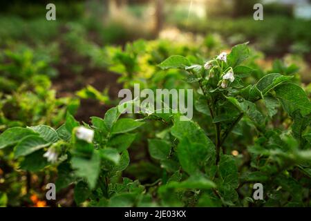 Fleurs de pomme de terre dans les lits. Agriculture, jardinage, potager Banque D'Images