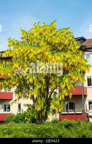 Floraison arbre de pluie d'or ou de chaîne d'or (Laburnum) en paysage urbain, Ystad, Scania, Suède, Scandinavie Banque D'Images