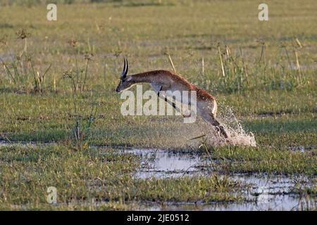 Red Lechwe bondissant sur l'eau à Moremi Botswana Banque D'Images