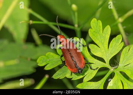 Coléoptère rouge (Pyrochroma serraticornis) sur une feuille d'anémone de bois (Anemone nemorosa), Bade-Wurtemberg, Allemagne Banque D'Images