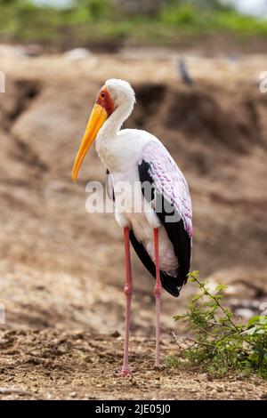 Une cigogne à bec jaune adulte, Mycteria ibis, Lake Edward, parc national Queen Elizabeth, Ouganda. Les plumes et les jambes des ailes à bords roses indiquent que t Banque D'Images