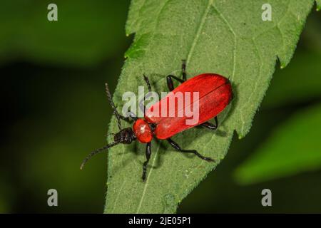 Scarlatine (Pyrochroma coccinea) sur une feuille, Bade-Wurtemberg, Allemagne Banque D'Images