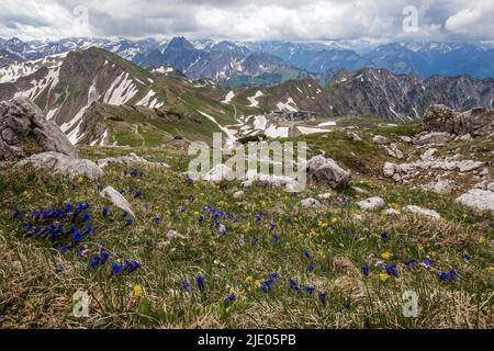 Vue à Nebelhorn sur les Alpes d'Allgaeu, à l'arrière station de Nebelhorn Hoefatsblick, Edmund-Probst-Haus, en face de Kiesel-Glocken-Enzian, également Banque D'Images