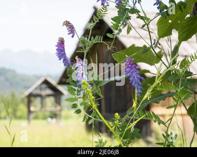 Vesce touffeté (Vicia cracca) devant une hutte de foin, près de Techendorf à Weisssensee, Carinthie, Autriche Banque D'Images