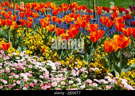 Tulipes (Tulipa) dans le jardin des roses Ulm, pâquerettes (Bellis perennis), Marguerite, Marguerite, pansy, alto (plante) (Viola), jardin, parterres, parc Banque D'Images