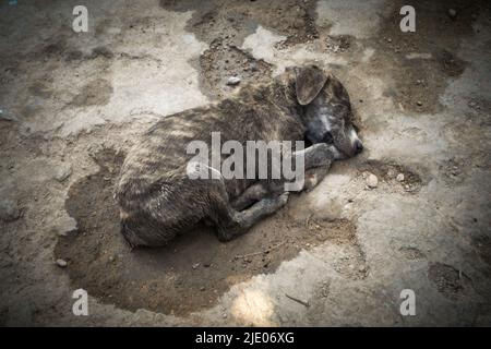 Différentes ONG travaillant à Karachi pour sauver des vies animales. Banque D'Images