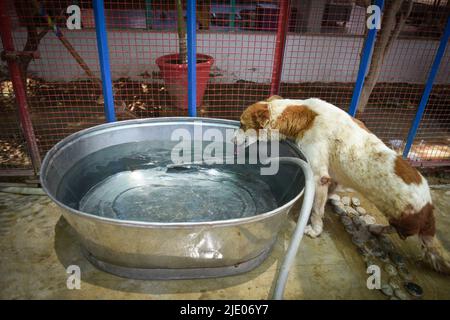 Différentes ONG travaillant à Karachi pour sauver des vies animales. Banque D'Images