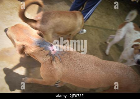 Différentes ONG travaillant à Karachi pour sauver des vies animales. Banque D'Images