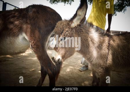 Différentes ONG travaillant à Karachi pour sauver des vies animales. Banque D'Images