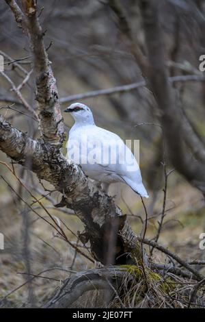 Roche Ptarmigan (Lagopus muta), plumage d'hiver, Islande Banque D'Images