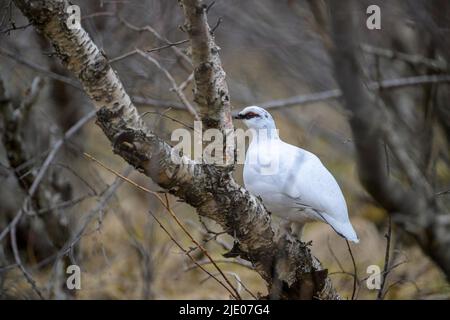 Roche Ptarmigan (Lagopus muta), plumage d'hiver, Islande Banque D'Images