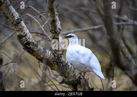 Roche Ptarmigan (Lagopus muta), plumage d'hiver, Islande Banque D'Images