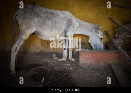 Différentes ONG travaillant à Karachi pour sauver des vies animales. Banque D'Images