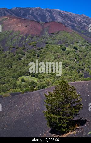 Sentier circulaire autour de Monti Sartorius, pierres de lave rouges, sol volcanique, volcan Etna, Sicile, Italie Banque D'Images