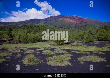 , Astragalus siculus, une plante endémique à la Sicile, sentier circulaire autour de Monti Sartorius, volcan Etna avec nuage d'éruption, Sicile, Italie Banque D'Images