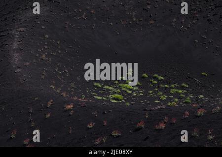 Sentier circulaire autour de Monti Sartorius , Astragalus siculus, une plante endémique à la Sicile dans le cratère volcanique, volcan Etna, Sicile, Italie Banque D'Images