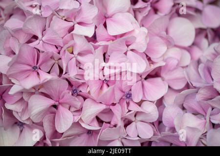 Grandes têtes de fleurs d'hortensia ou d'hortensia, belle plante appréciée à la fois pour la culture dans les jardins et coupée pour des bouquets, joli fond de gros plan Banque D'Images
