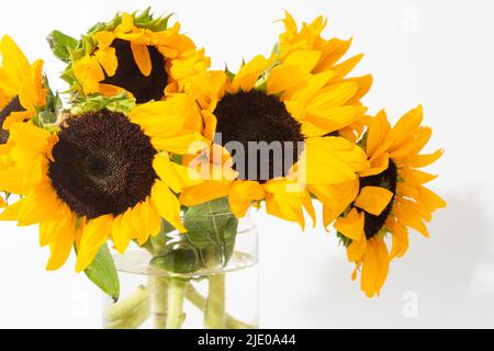 Tournesols lumineux dans un vase en verre sur fond blanc Banque D'Images