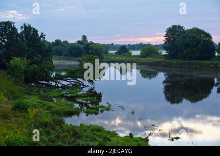 Atmosphère matinale sur le Mulde, rivière naturelle, Réserve de biosphère du Moyen-Elbe, Dessau-Rosslau, Saxe-Anhalt, Allemagne Banque D'Images