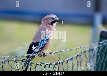 Jay eurasien (Garrulus glandarius) assis sur la clôture de jardin, avec la chenille capturée à Beak, Hesse, Allemagne Banque D'Images